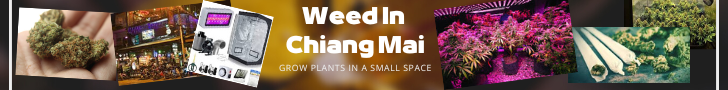 Weed in Chiang Mai